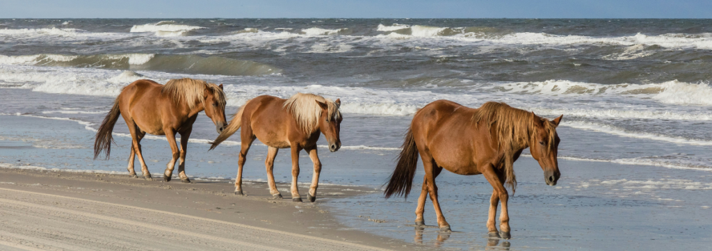Wild horses outer banks